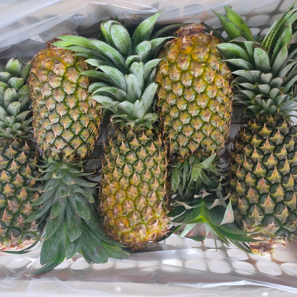 
High Quality Best Choice 2021 new crop sweety fresh Queen Pineapple shipping from Viet Nam 