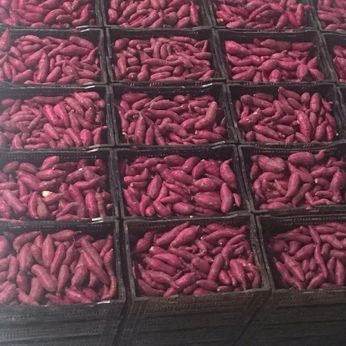 
Fresh JAPANESE PURPLE SWEET POTATOES for SALE,CHEAP PRICE 