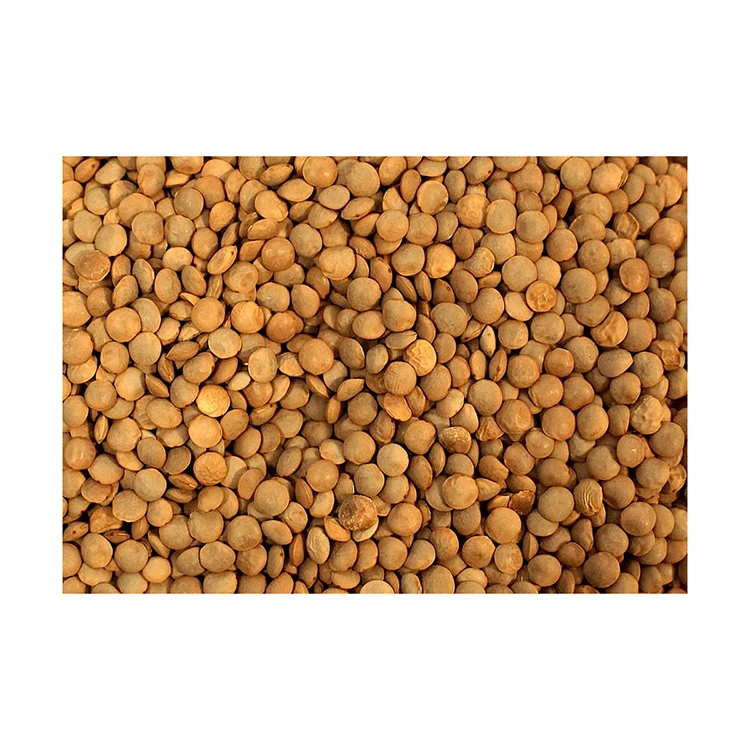 Best quality red and green lentils in bulk lentils wholesale ingredient cereal health food