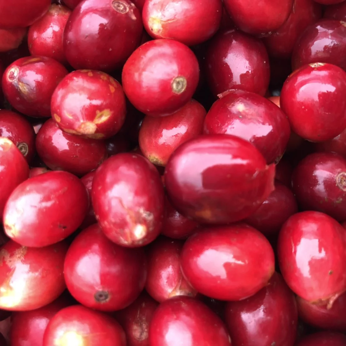 Panama Los Lajones LOMAALTA Natural High Quality Green Coffee Beans Wholesale