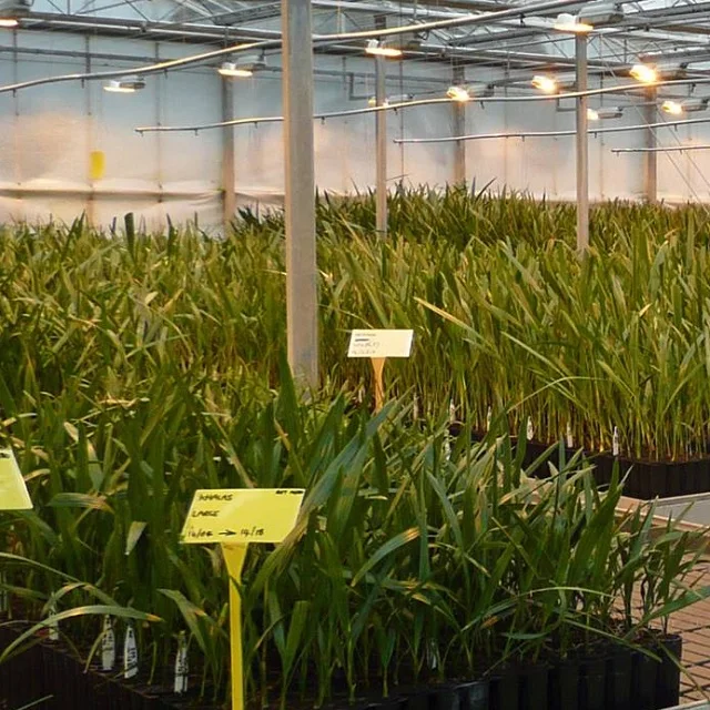 Low Maintanence Tissue Culture Date Seedlings