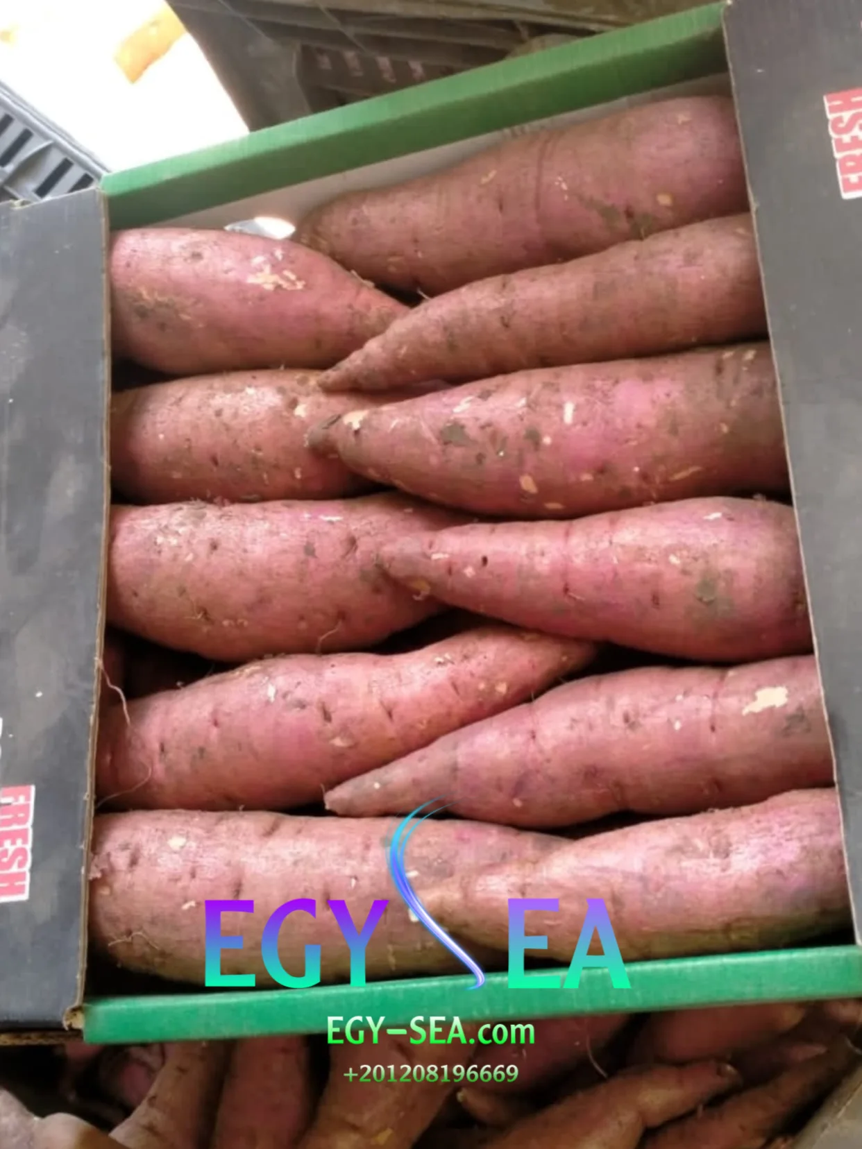 Fresh high quality Egyptian Sweet Potatoes ready to export