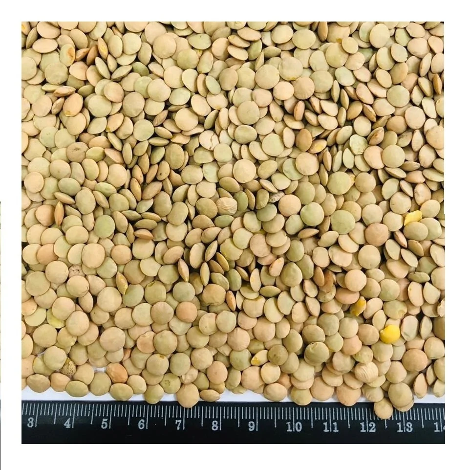 High quality Supply Organic Dried  Green Lentils