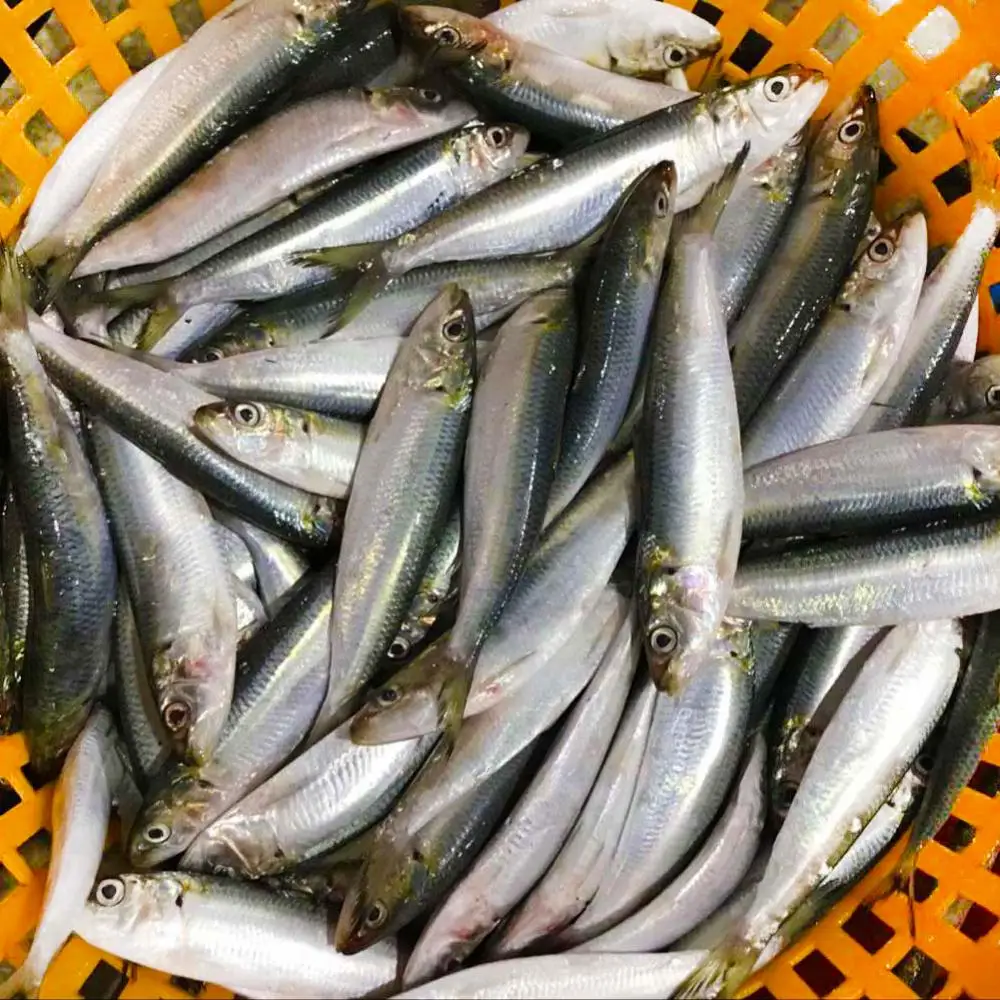 Mackerel fish 7.png