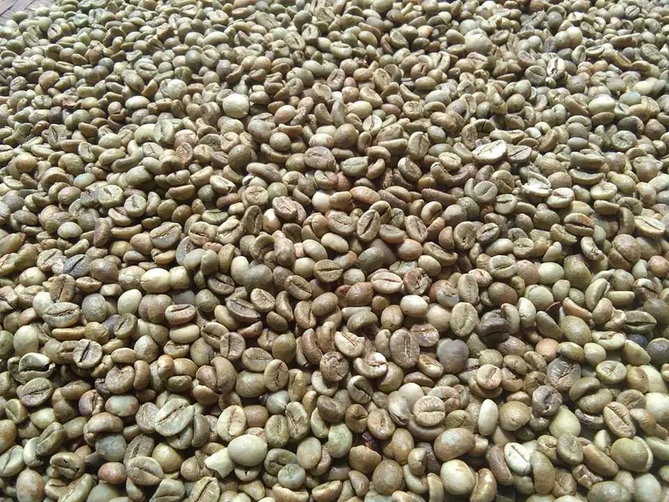 Green coffee helps to lose weight/ whatsapp +84 845 639 639