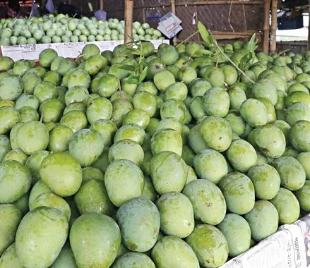 Low Price Fresh Mango Fruit