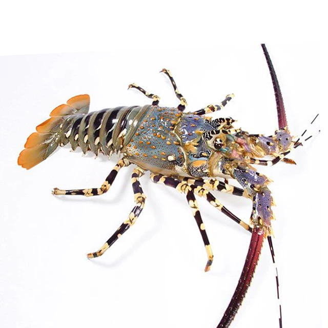 chinese spiny lobster (panulirus stimpsoni)