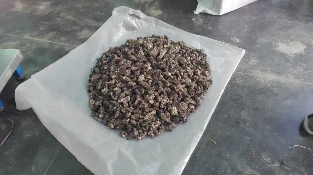  Диких сморчки грибы