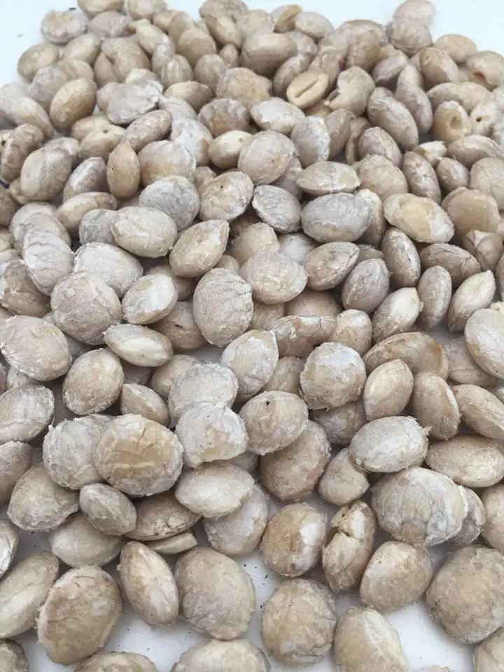 Жареные орехи индийские вьетнамские белые Sacha Inchi Plukenetia объемные из Вьетнама 0084947900124