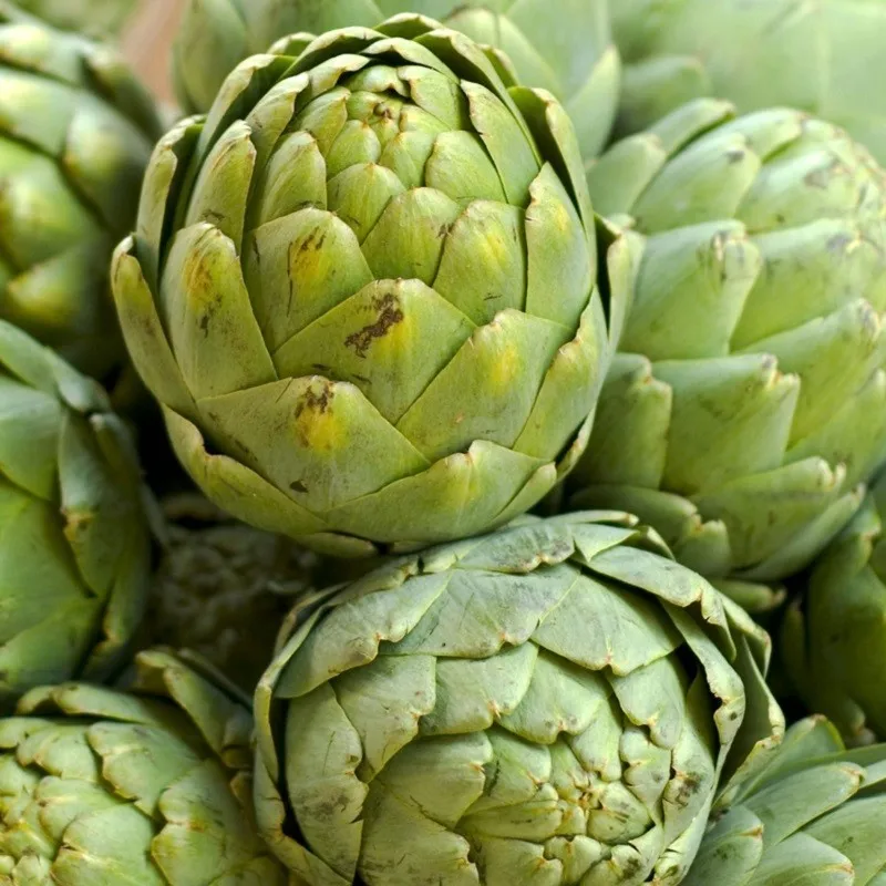 Top Quality Artichoke From Da Lat Viet Nam  HOLIDAY