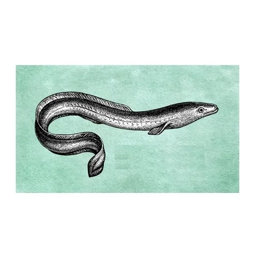 
Available Bulk Numbers Of Alive / Frozen Eel At Lowest Prices 