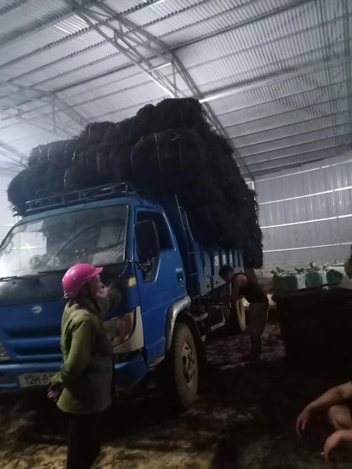 Сушеные травы желе листья делают Топпинг для напитков/мисс нефрит + 84762262344