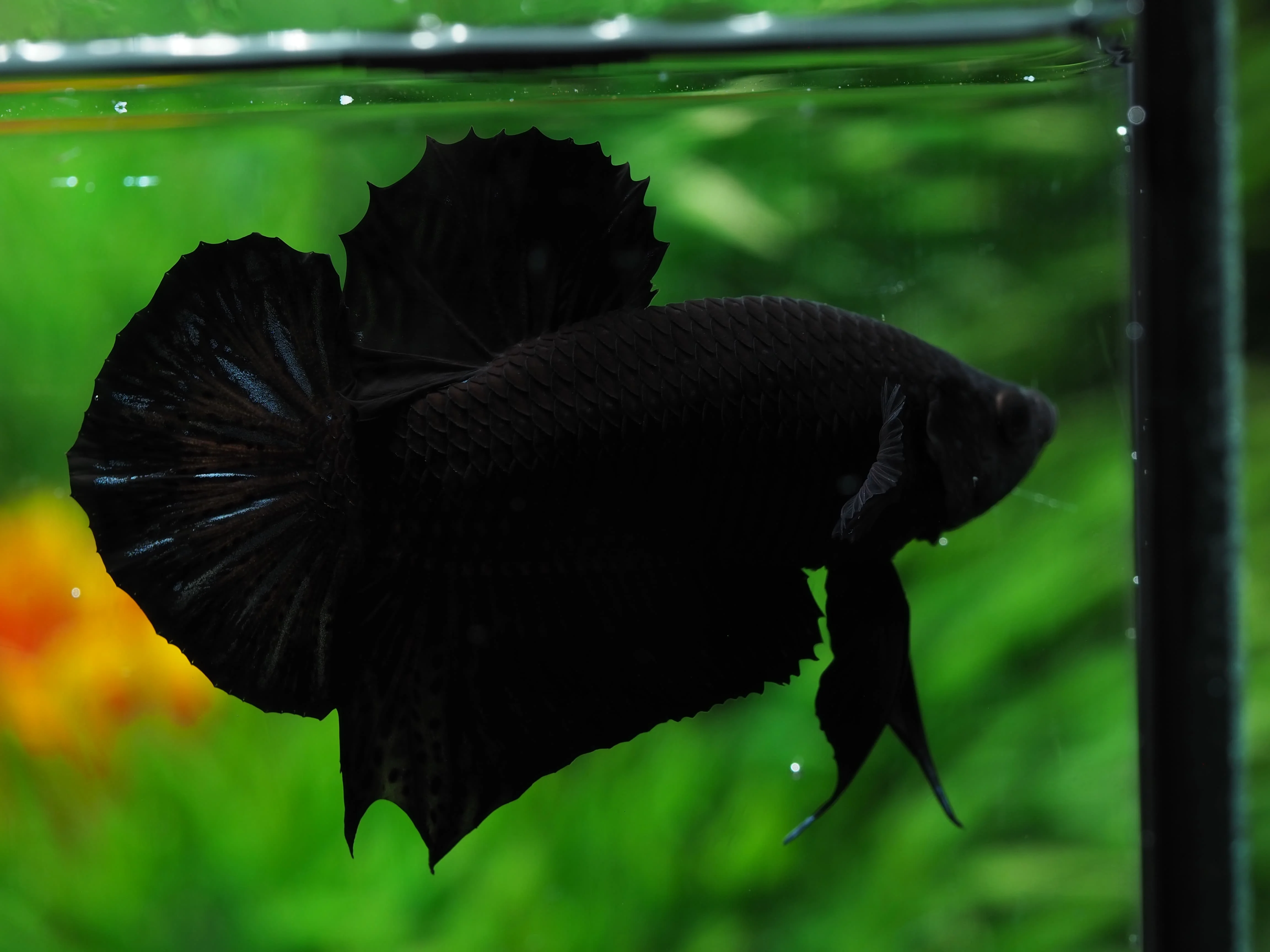 
SUPER BLACK HMPK BETTA - Multicolor Thailand Betta Fish Premium Quality Plakat Siamese Fighting Fish Ornamental Aquariums 