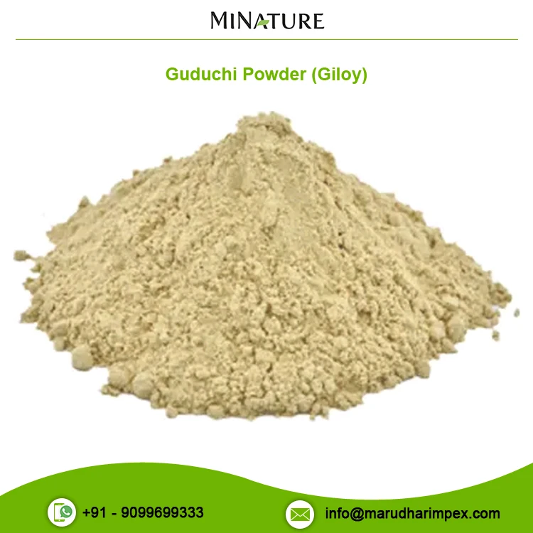 Genuine Quality Widely Selling Guduchi (Giloy) Tinospora Cordifolia Extract Powder for Sale