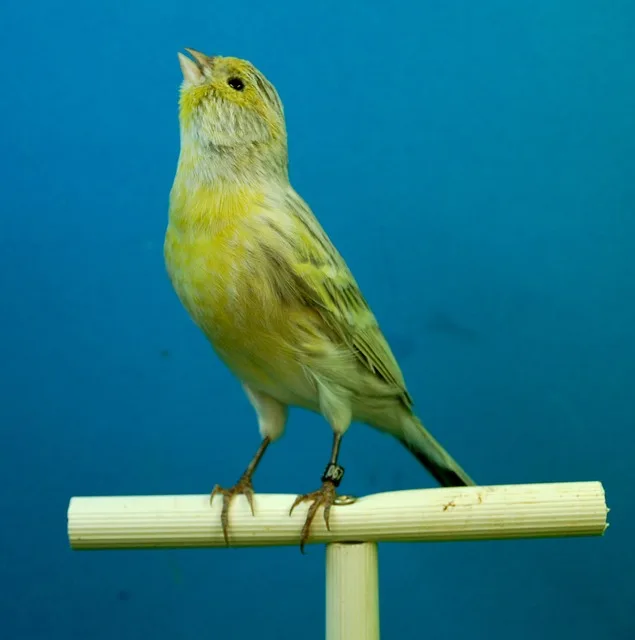 
the German canary Lady Gouldian Finches lives Birds for sale... 