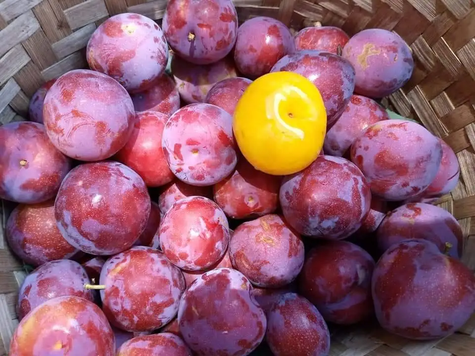 
Fresh Cherry Plum Cherry doi Wholesale From Thailand 