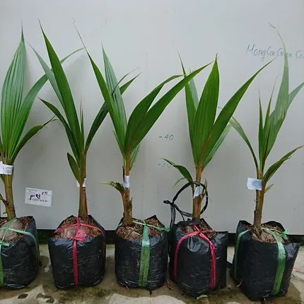  Высококачественные саженцы кокоса сладкий зеленый кокосовый Свежий Кокосовый фрукт контакты 0084 707 750 6