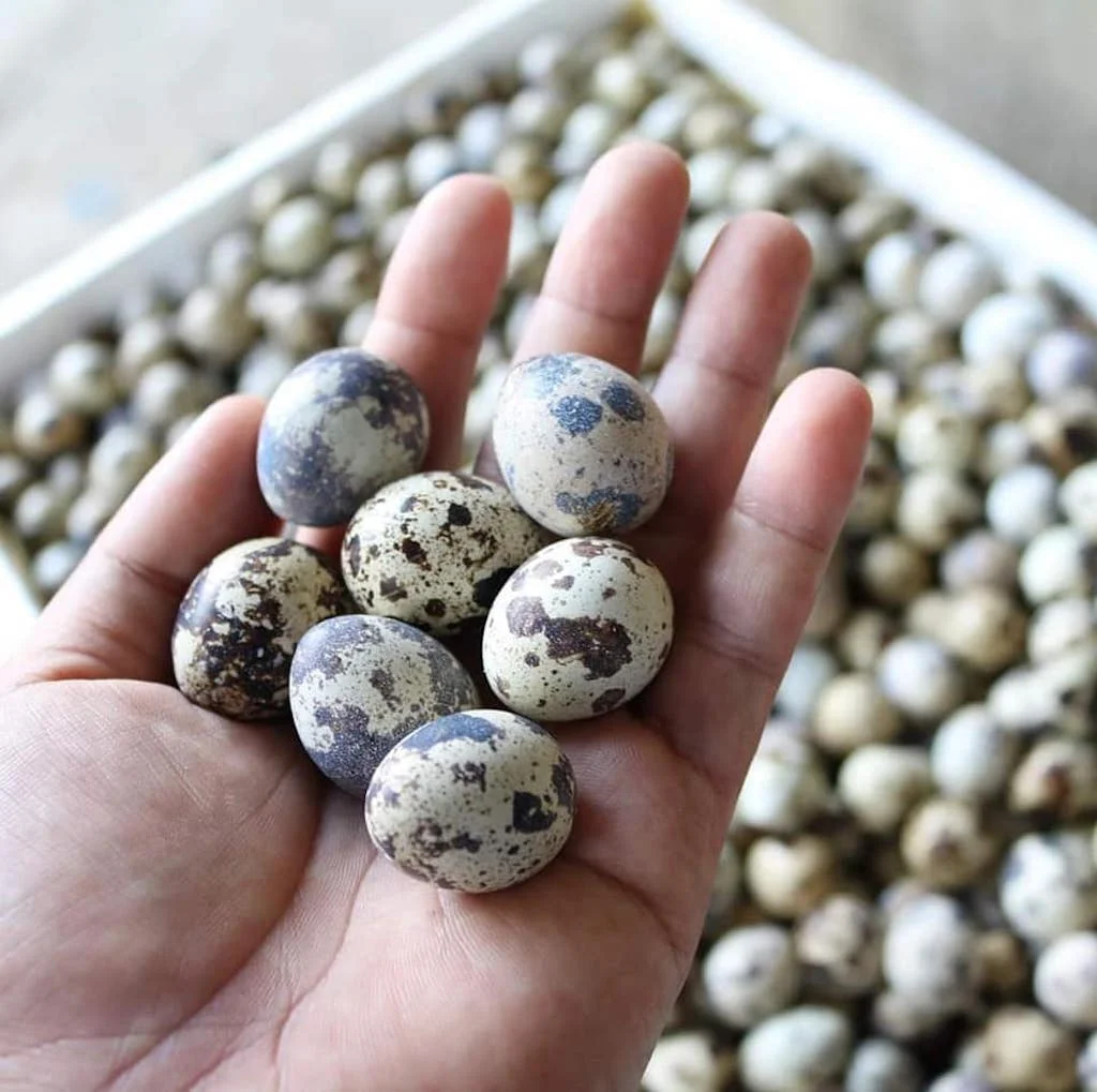 Buy now Fertile quail egg for sale