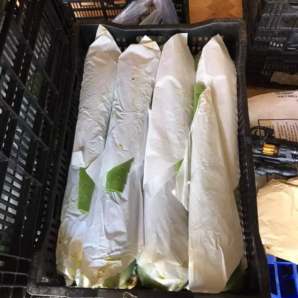 ALOE VERA LEAF HIGH QUALITY ORIGIN VIETNAM HOT SALES 2021