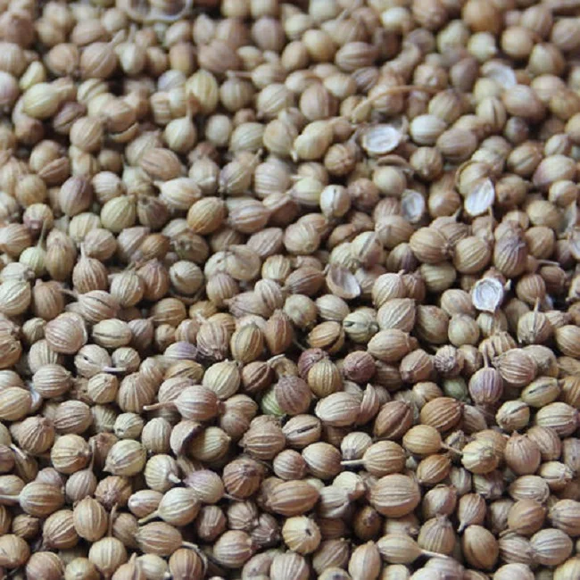 
High Quality 100% natural Coriander Seeds price supplier 