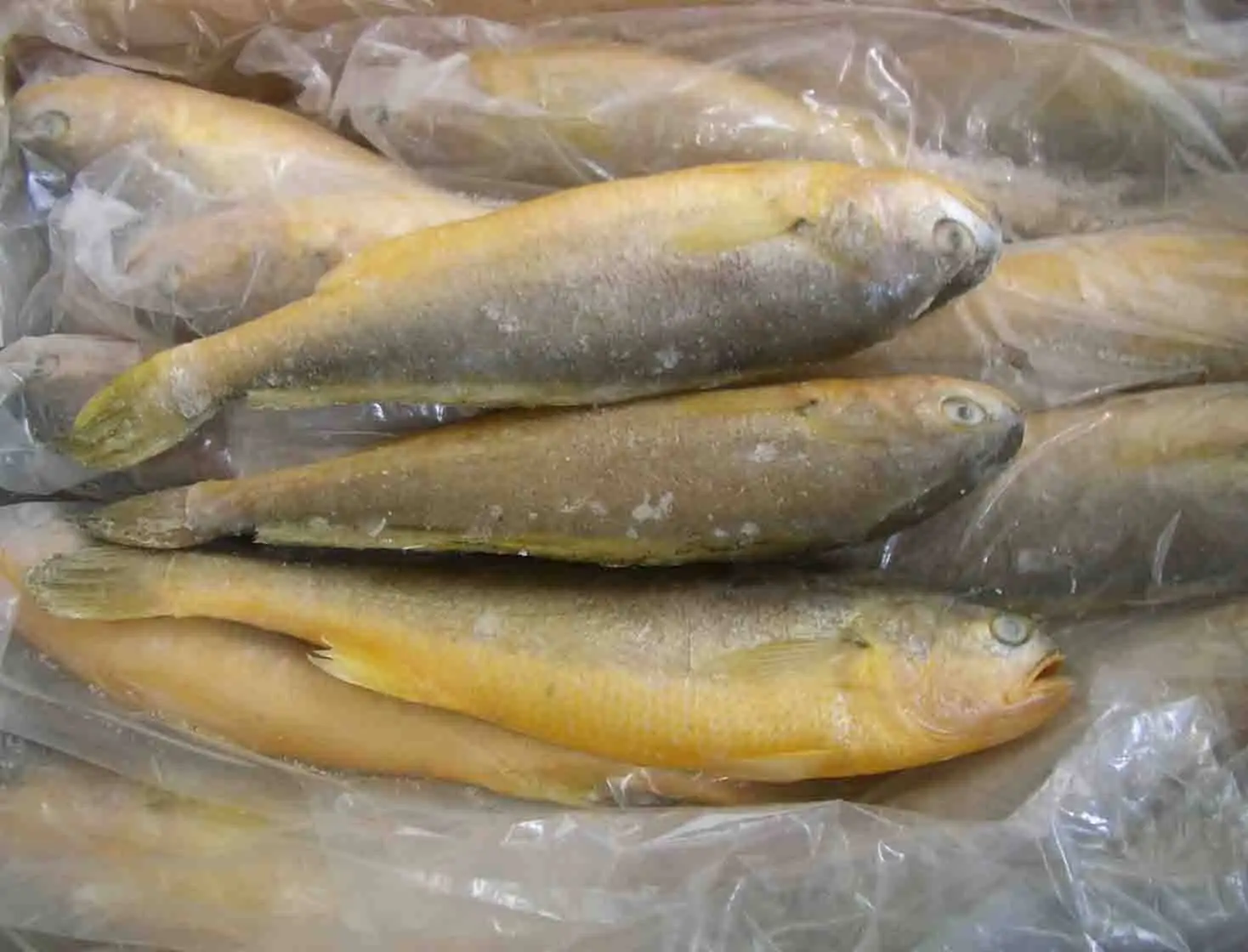 Wholesale Seafood Supplier Frozen Croaker For Sale In Cheap Price