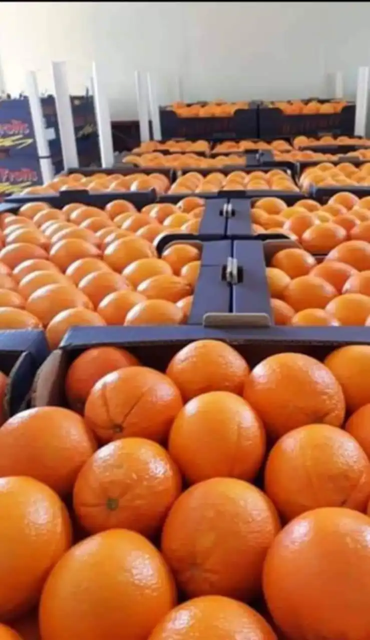 
Fresh Orange Valencia High quality good price 