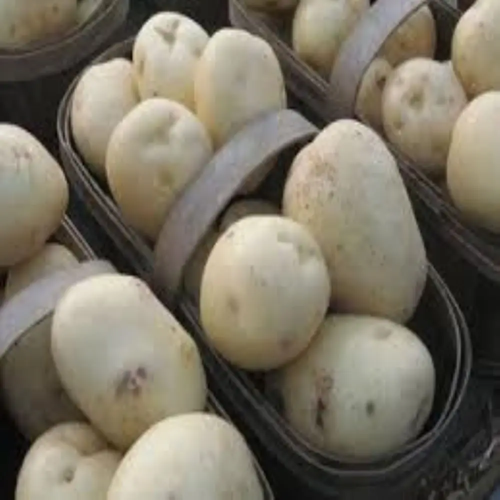 Оптовая продажа свежий сладкий картофель/картофель из Пакистана/Профессиональное качество на экспорт