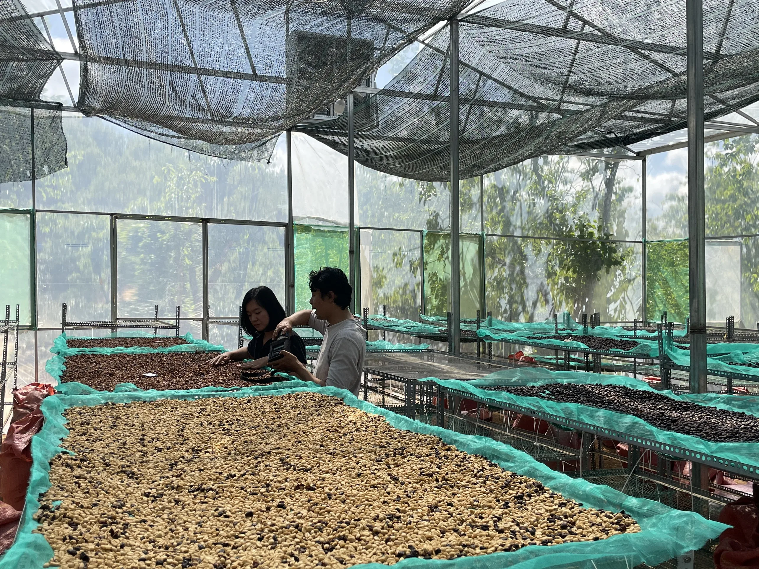 Robusta зеленые кофейные зерна метод сухой обработки размер экрана 16/18 один оригинал высокое качество экспортная цена