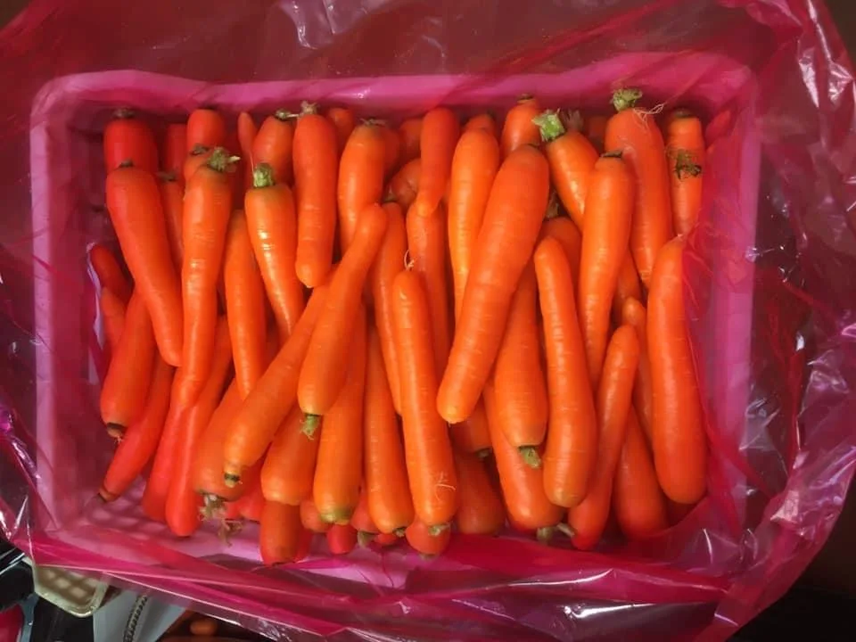 Fresh Carrot from Turkey