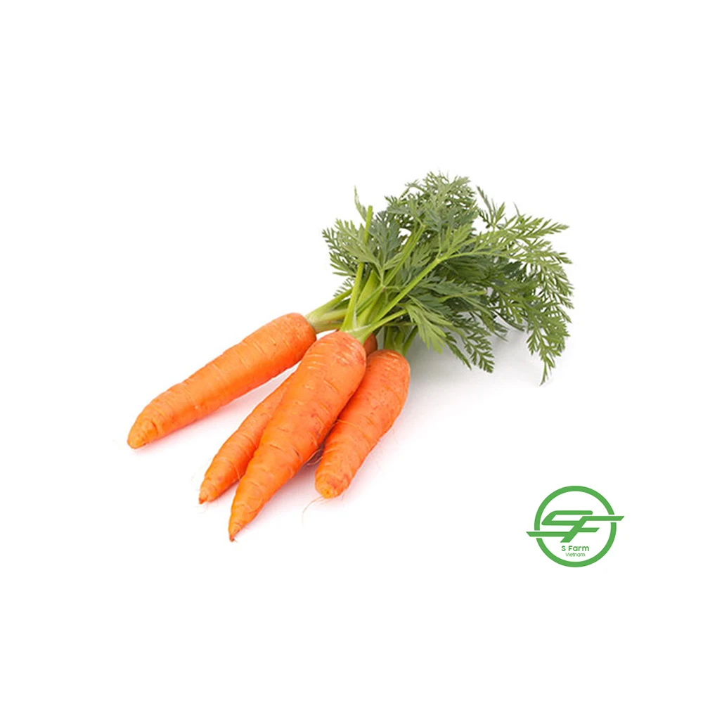 New crop fresh organic vegetables wholesale fresh carrots bulk export price