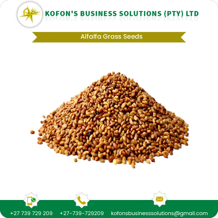 Органические семена травы Альфальфа высокой степени очистки для посадки оптом оптимального качества