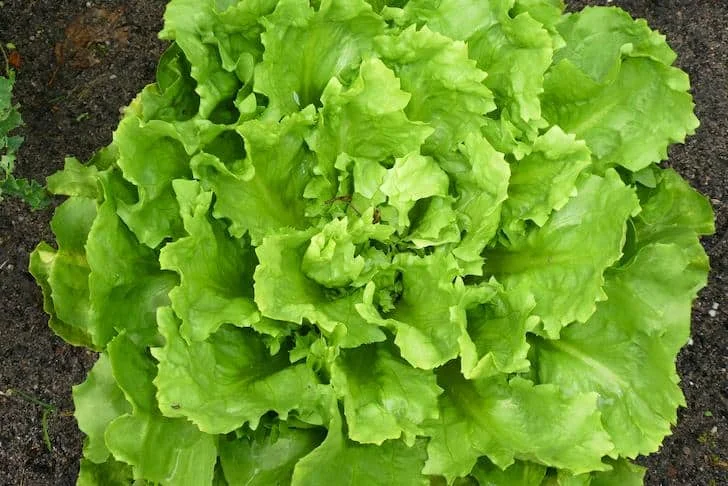 Горячая Распродажа вкусные свежие овощи натуральный смешанный салат 100% итальянская упаковка