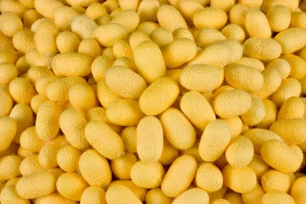 100% натуральный кокон шелковое волокно уход за кожей лица из Вьетнама/Ms.Thi Нгуен + 84 988 872