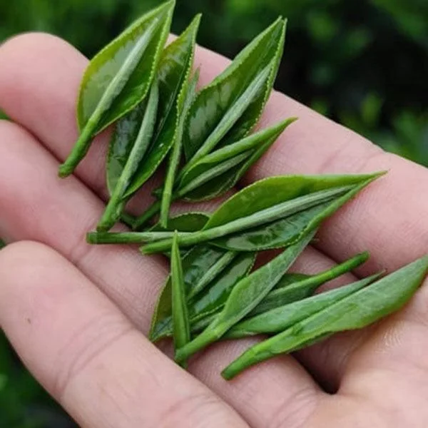 Raw Processing Type Tea Drinks Beverage New Age Vietnam Blended Slimming Organic Healthy 100% Nature Green Tea