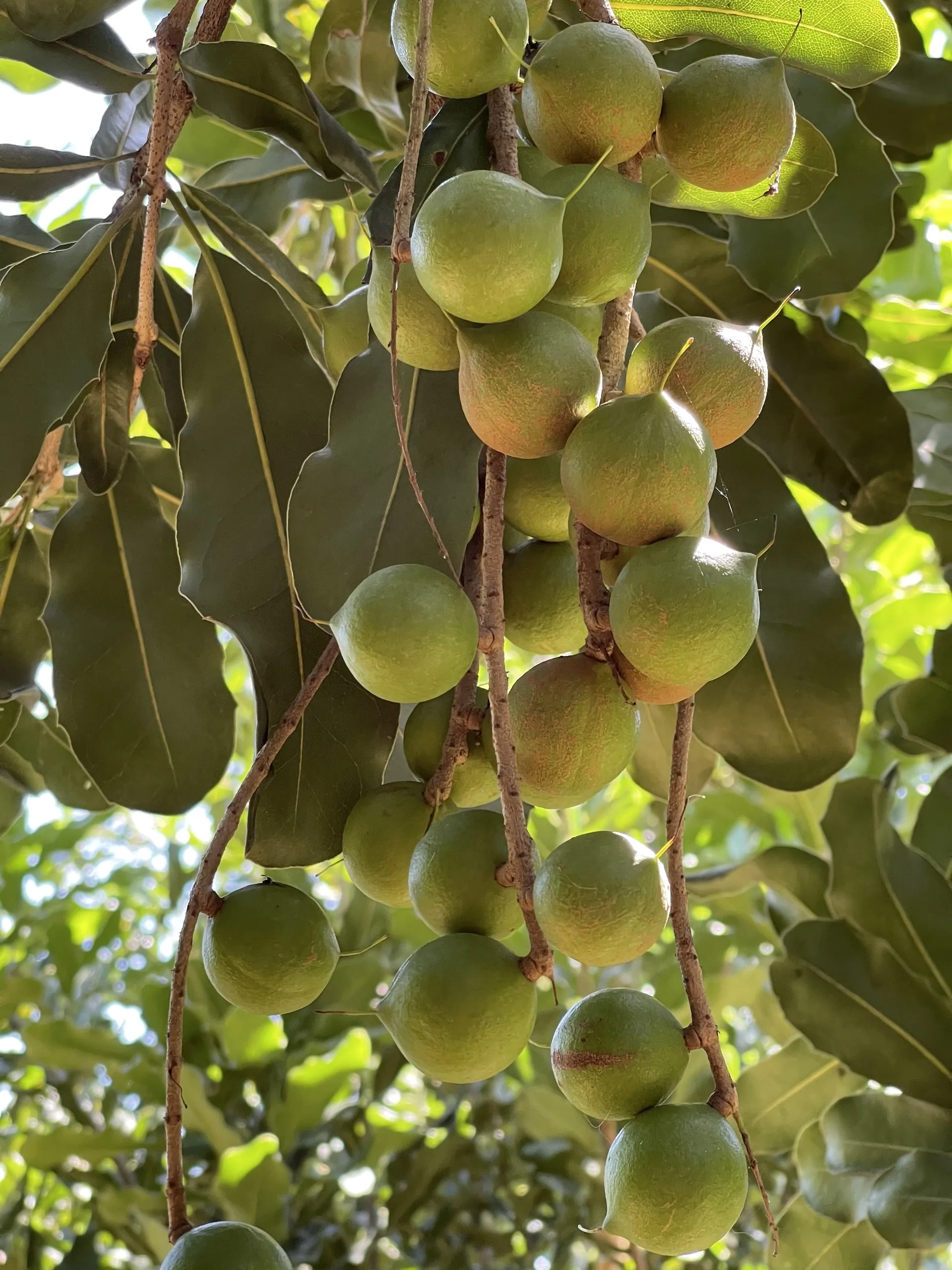 ISO Certification 100% Macadamia nuts Dried Style Organic Cultivation Type Macadamia nuts (green box) from Vietnam