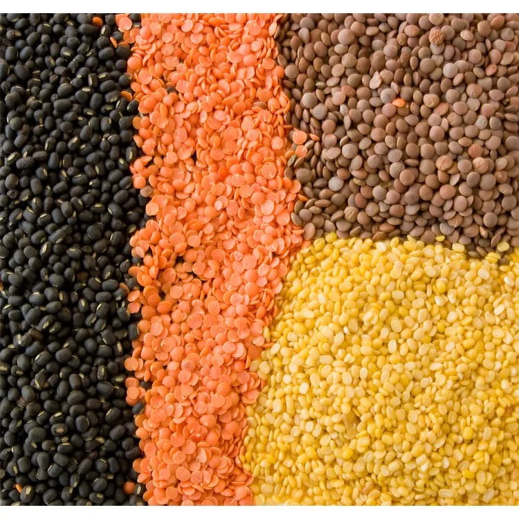 Bulk Dried Whole Green and Red Lentils for Sale