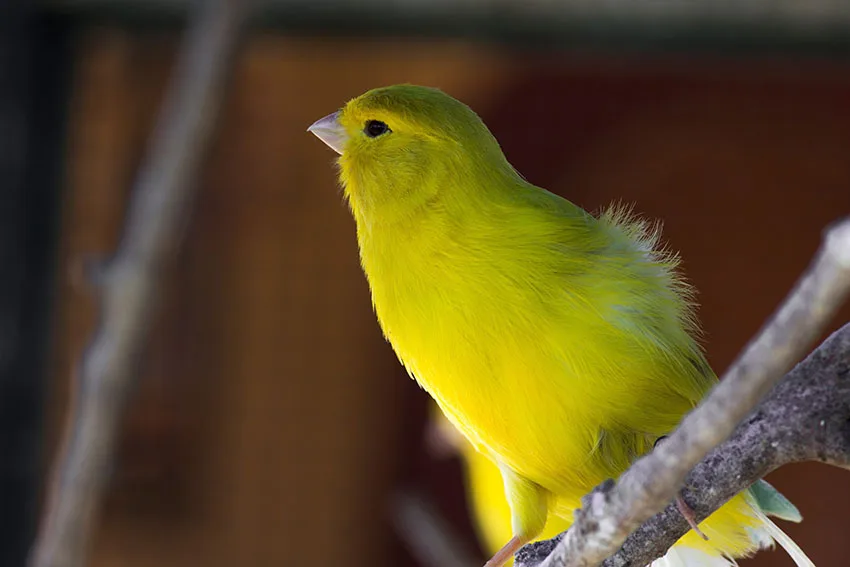 canary-song.jpg