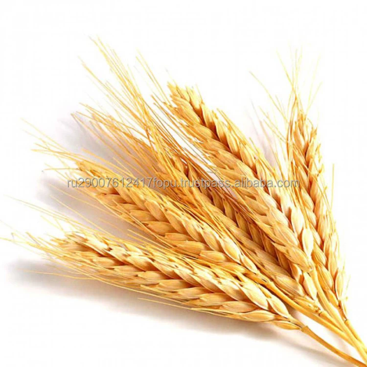 Wheat soft from 1 to 5 class in grain carriers, covered wagons or containers worldwide delivery, wheat
