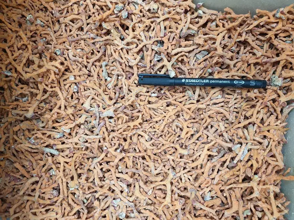 
RED ITALIAN BRANCHES Size 2 to 3 MM Jewelry Production ROUGH Natural Branch Shape Natural CORAL Material GEM Cutting AA Grade 