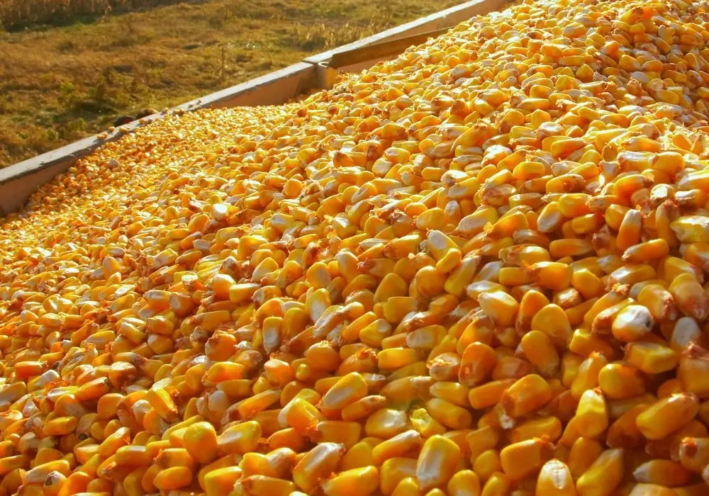 High-Quality Yellow  Corn