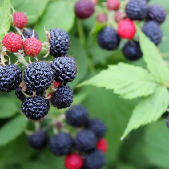 
Top Quality Fresh Berries Fruits Eco Friendly Packages Korean Delicious Sweet Golden Strawberry 