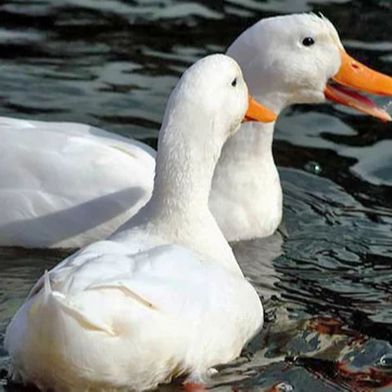 
Halal Frozen Whole Pekin Duck from TURKEY 