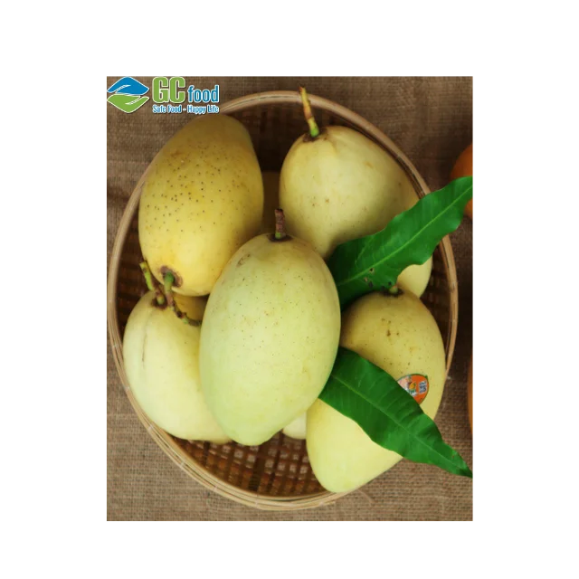 (GC Food) Свежий Кот манго Chu-Высококачественные свежие фрукты гладкая желтая кожа-100% натуральный сладкий из Вьетнама