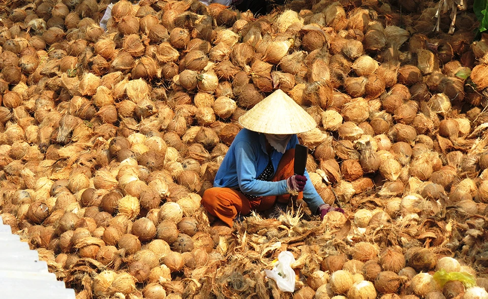 Wholesale Vietnamese  good quality 100% Matured Dried SEMI HUSKED COCONUT