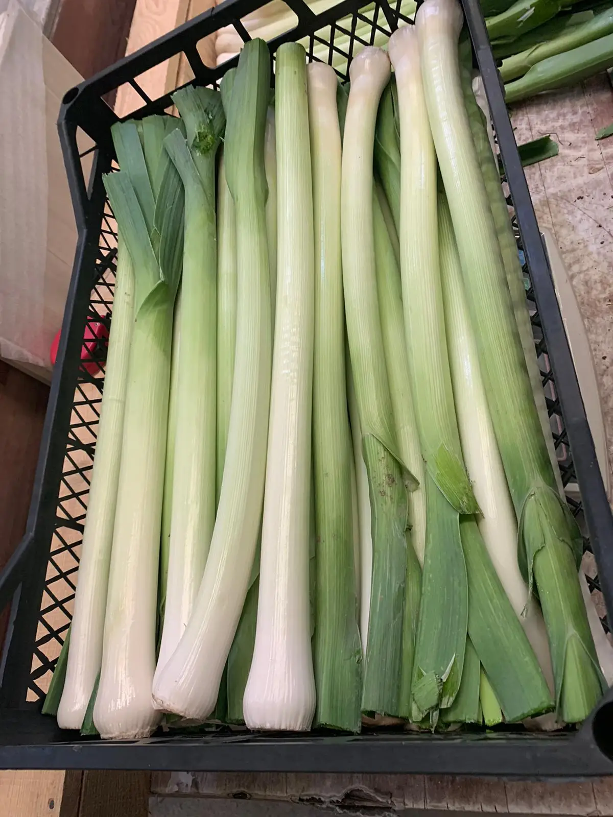 FRESH LEEKS FROM TURKEY WHOLESALE A GRADE READY TO EXPORT NEW CROP 2021