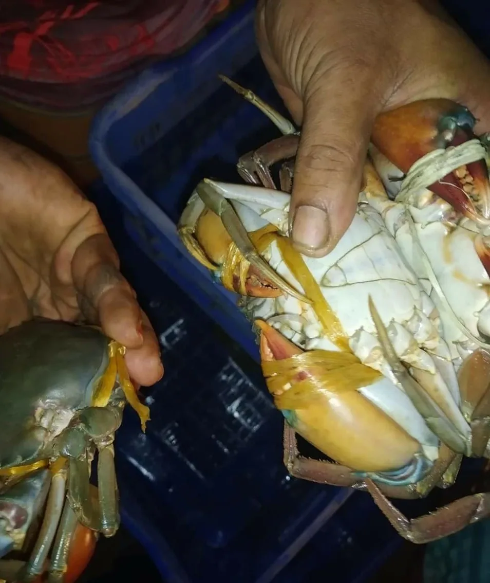 
`Fresh & Premium Quality Bangladeshi Mud CRAB 