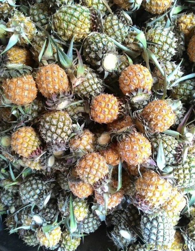 
Fresh Pineapples Mini size Phulae High Quality Hot Selling export from Thailand 