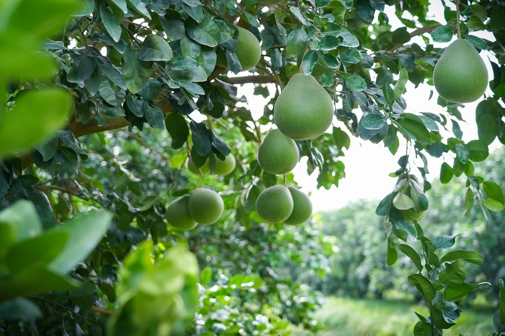Экспорт Свежего Натурального рубина Siam Pomelo оптом по конкурентоспособной цене из Таиланда