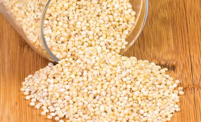 
PREMIUM GRADE CLEANED RED SORGHUM NOW AVAILABLE 