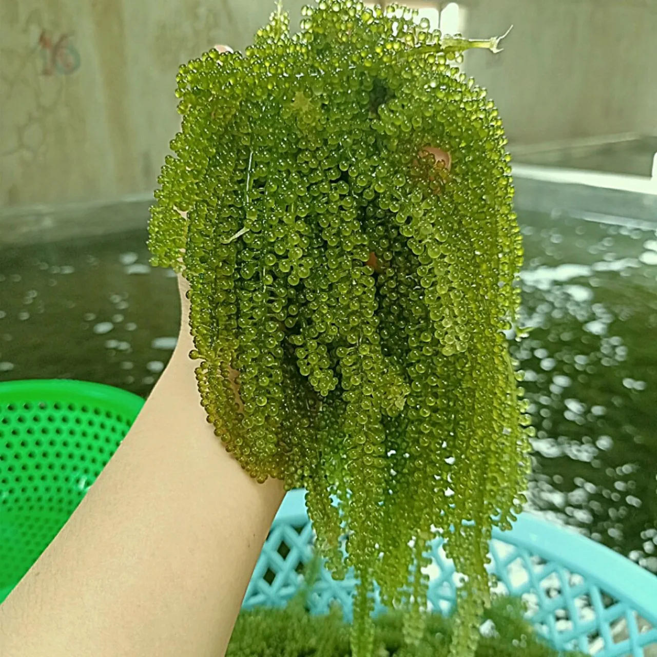  Морской виноград/морской виноград с морскими водорослями/дегидрат морской травы